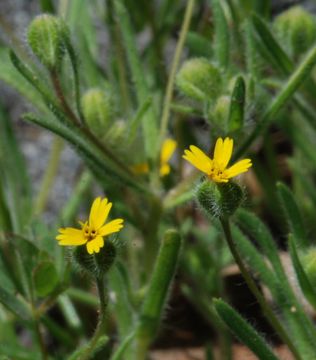 Image of Yosemite tarweed