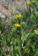 Image of Yosemite tarweed