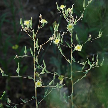 Image of prickly lettuce