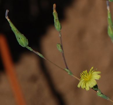 Image of prickly lettuce