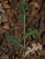 Image of prickly lettuce