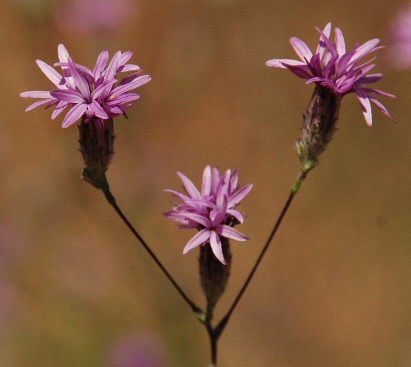 Plancia ëd Lessingia leptoclada A. Gray