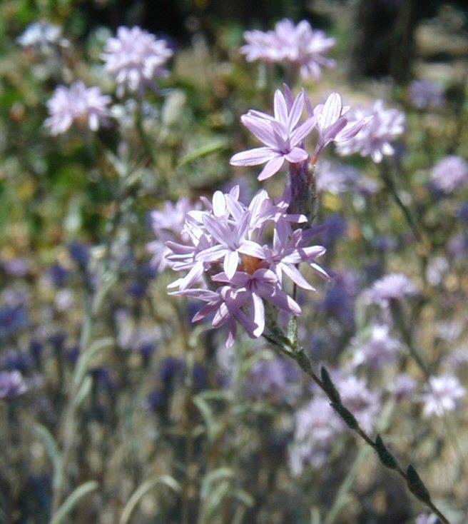 Plancia ëd Lessingia leptoclada A. Gray