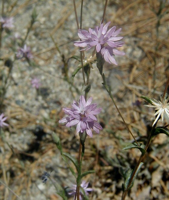 Plancia ëd Lessingia leptoclada A. Gray