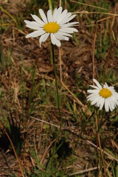 Image of Oxeye Daisy