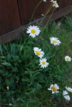 Image of Oxeye Daisy