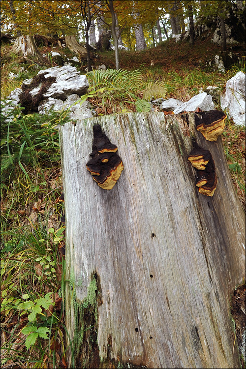 صورة Gloeophyllum odoratum (Wulfen) Imazeki 1943