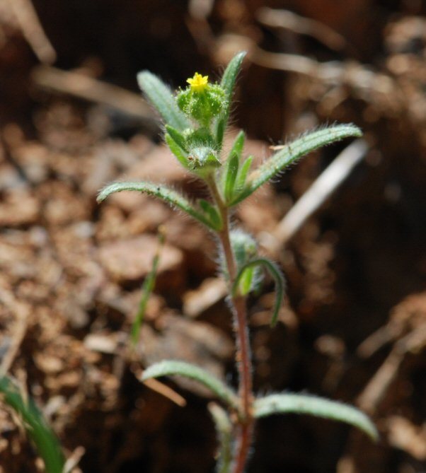 Слика од Madia exigua (Sm.) Greene