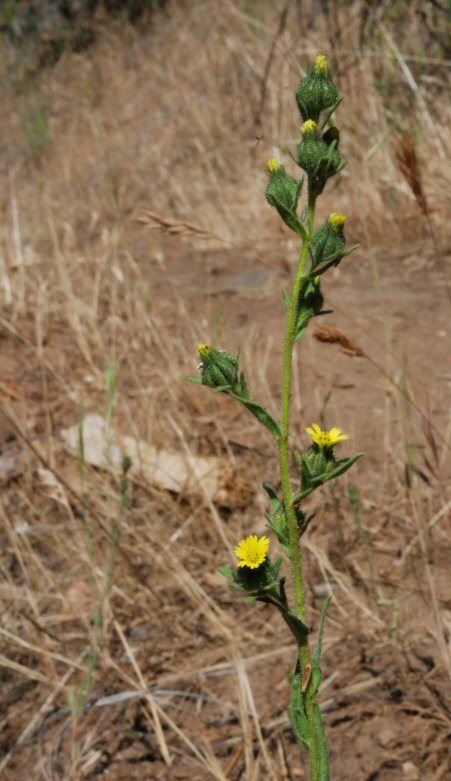 Image of grassy tarweed