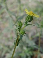 Image of grassy tarweed