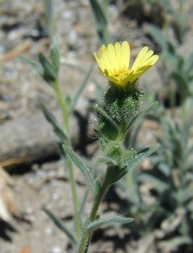 Image of grassy tarweed