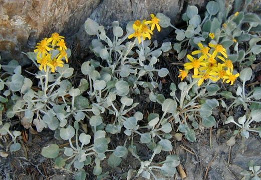 Image of woolly groundsel