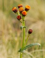 Image of Rayless Alpine Groundsel