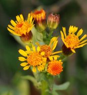 Image of Rayless Alpine Groundsel