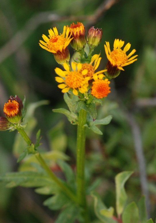 Image of Rayless Alpine Groundsel