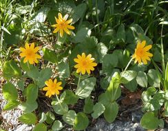 Image of broadleaf arnica