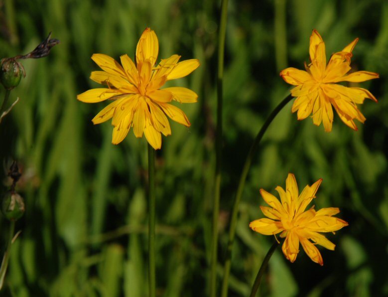 Image of Bolander's Mock Dandelion