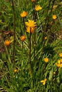 Sivun Phalacroseris bolanderi A. Gray kuva