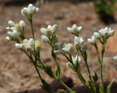 Слика од Pseudognaphalium californicum (DC.) A. A. Anderberg