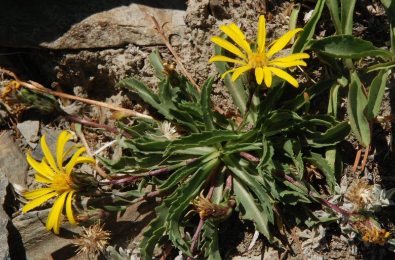 Imagem de Pyrrocoma apargioides (A. Gray) Greene