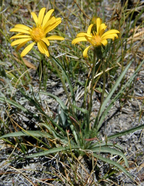 Imagem de Pyrrocoma apargioides (A. Gray) Greene