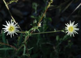 Image of California plumeseed