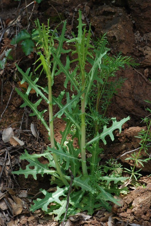 Image of California plumeseed