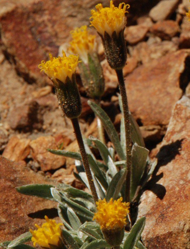 Image of silky raillardella