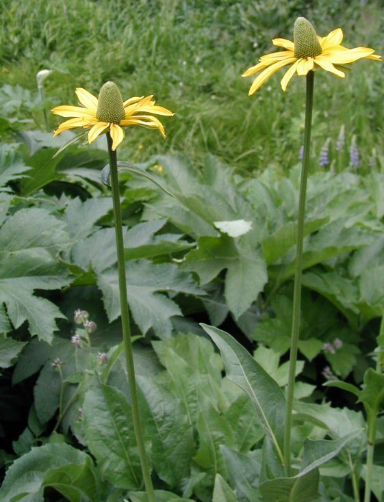 Rudbeckia californica A. Gray的圖片