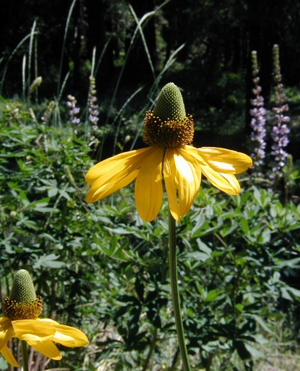 Rudbeckia californica A. Gray的圖片