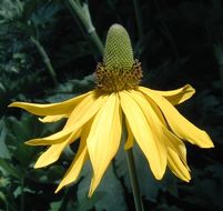 Rudbeckia californica A. Gray的圖片