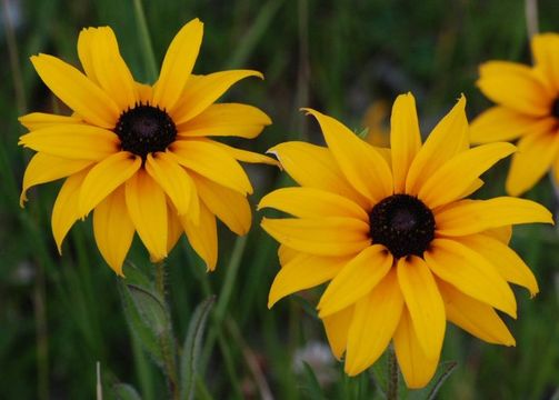 Sivun Rudbeckia hirta var. pulcherrima Farw. kuva