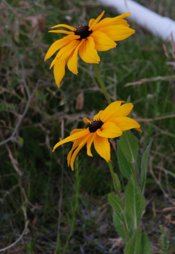 Sivun Rudbeckia hirta var. pulcherrima Farw. kuva