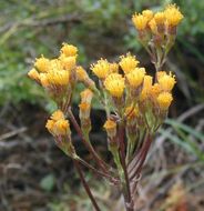 Image of rayless ragwort