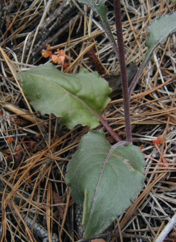 Image of rayless ragwort