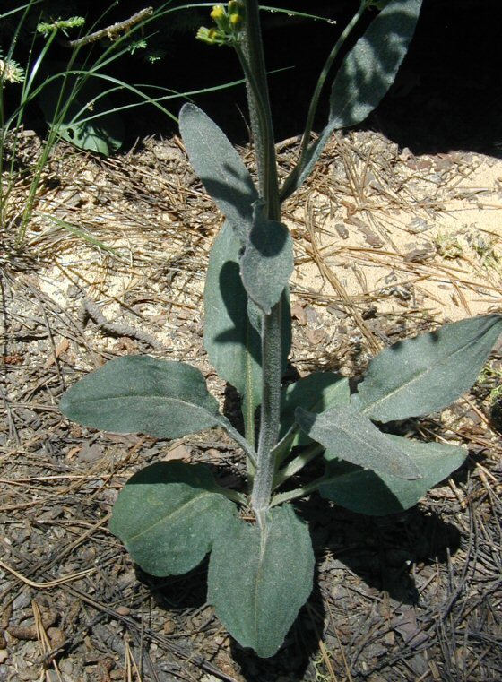 Image of rayless ragwort