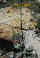 Image of rayless ragwort