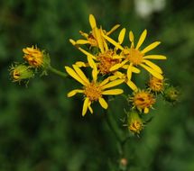 Image of Clark's Ragwort