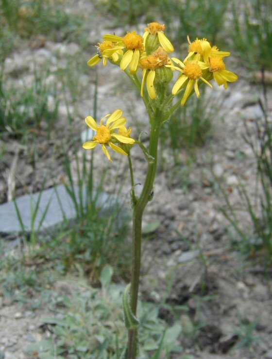 Imagem de Senecio integerrimus var. exaltatus (Nutt.) Cronq.