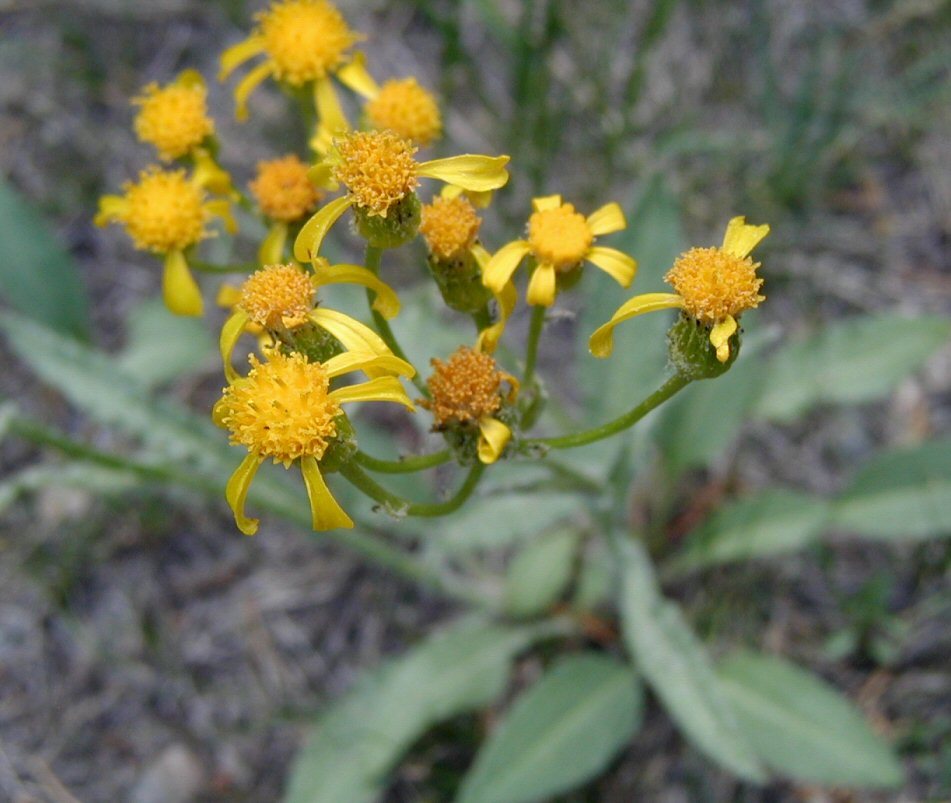 Plancia ëd Senecio integerrimus var. exaltatus (Nutt.) Cronq.