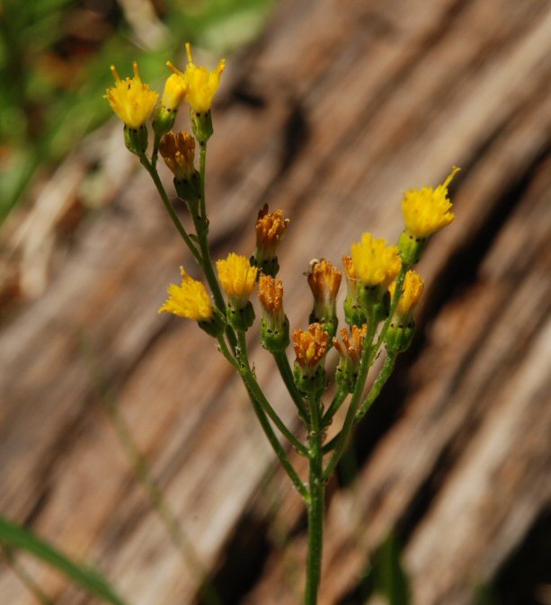 Image of Sierra ragwort