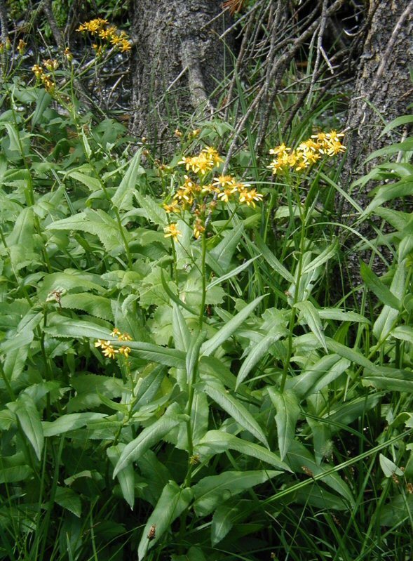 Imagem de Senecio triangularis Hook.