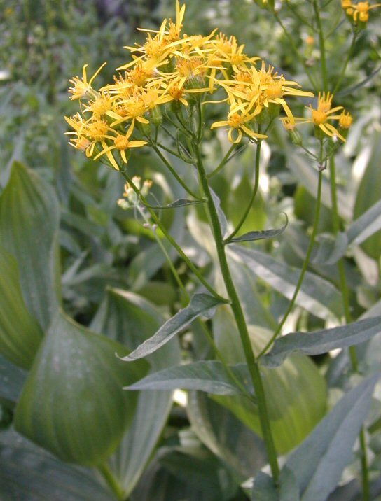 Imagem de Senecio triangularis Hook.