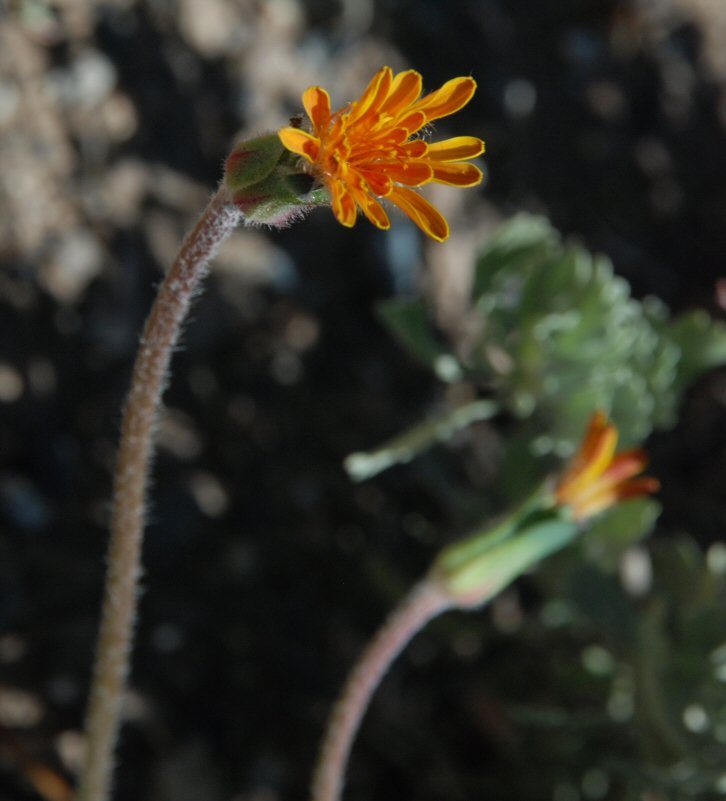 Image of orange agoseris