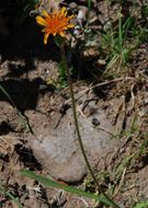 Image de Agoseris aurantiaca (Hook.) Greene