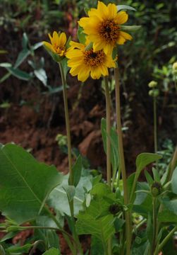 Image of deltoid balsamroot