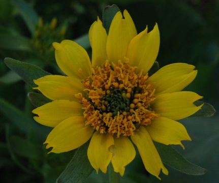 Image of deltoid balsamroot