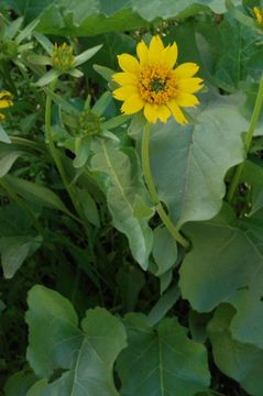 Image of deltoid balsamroot