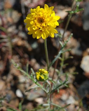 Image of yellow pincushion