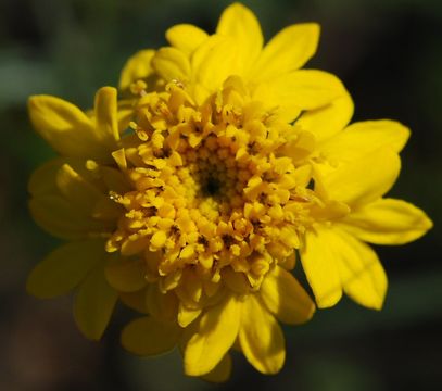 Image of yellow pincushion